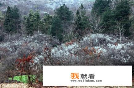 过年，贵州最值的去的旅游景区有哪些？