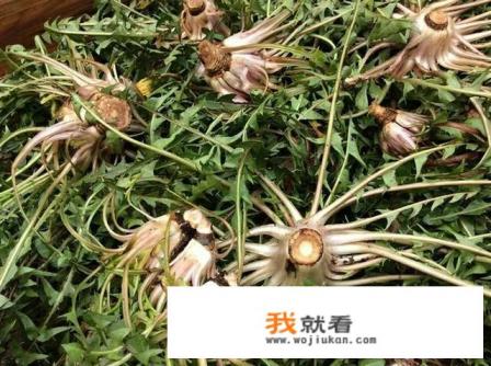 喝蒲公英茶能去火利尿吗？