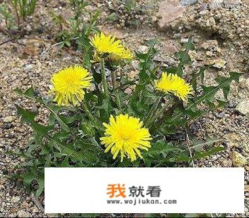喝蒲公英茶能去火利尿吗？