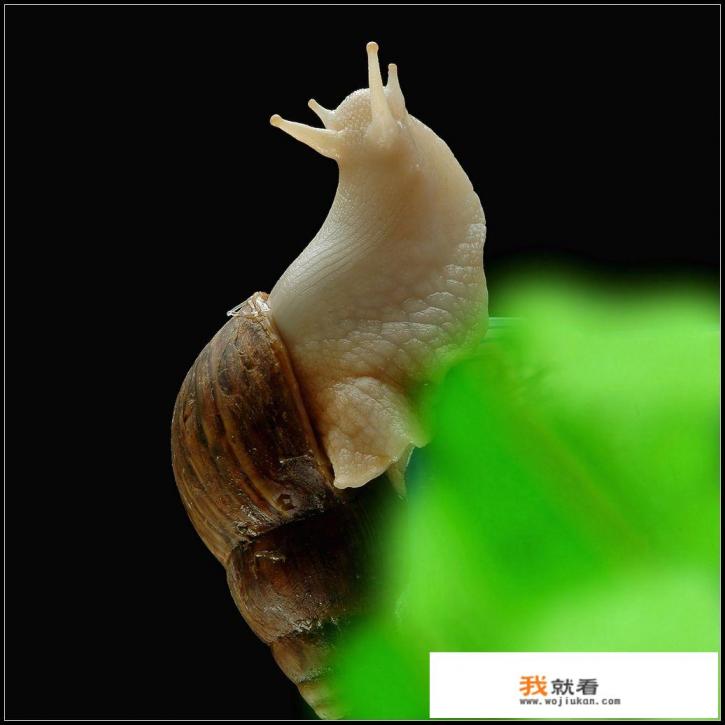 尼康微距镜头都有哪些？