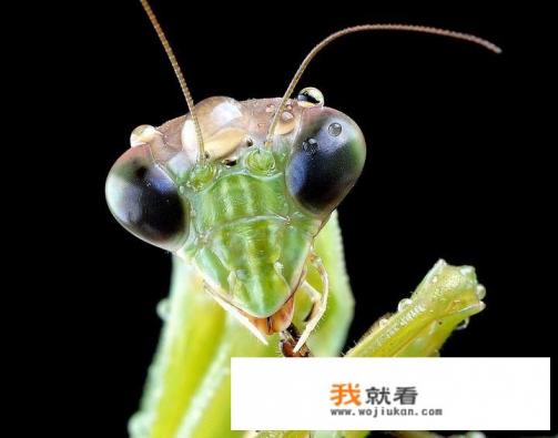 尼康微距镜头都有哪些？