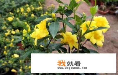 最畅销的法国香水有哪些？