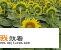 可以cos网络搞笑角色吗？