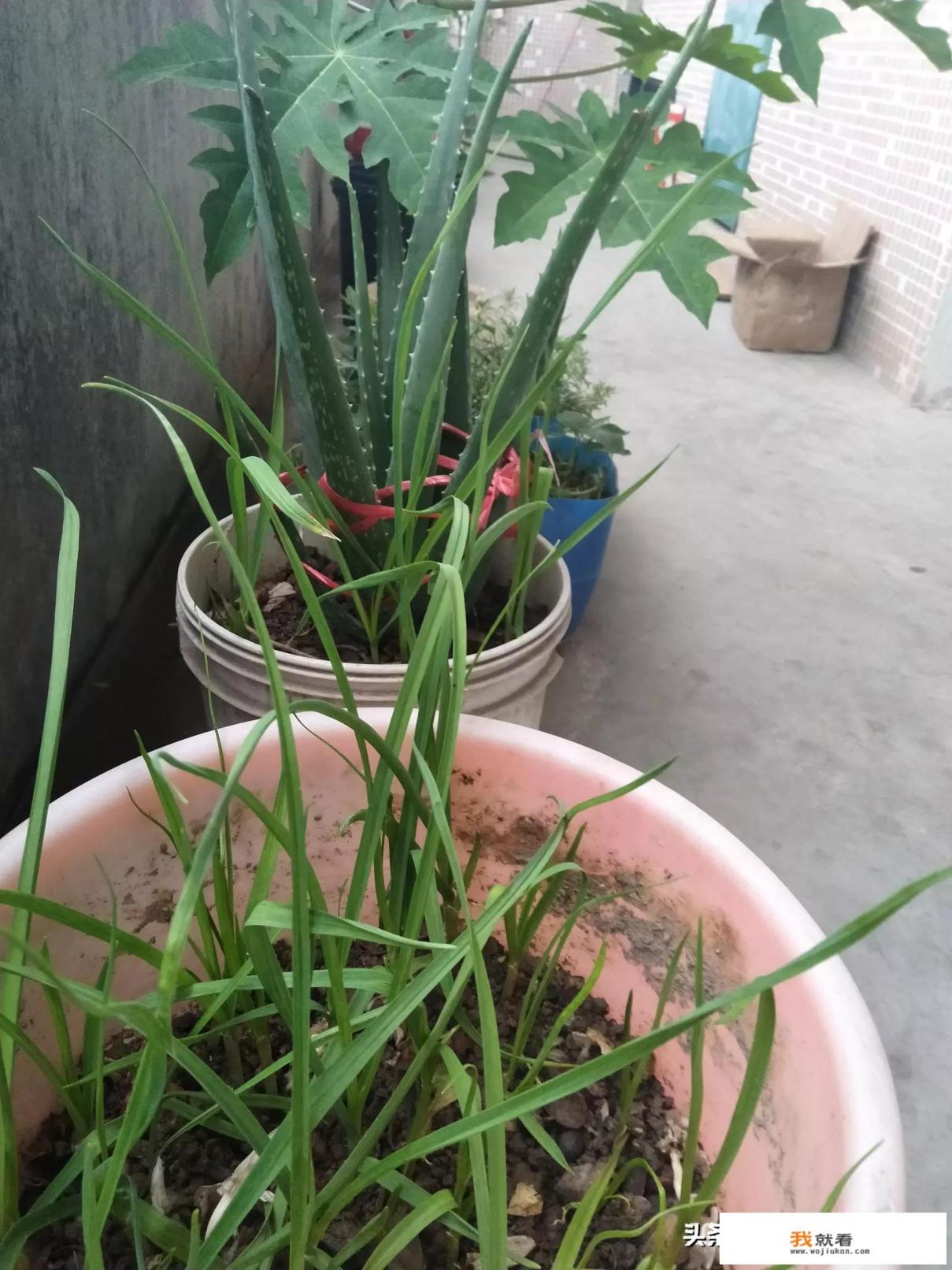 有什么好的纯植物护肤品推荐一下？
