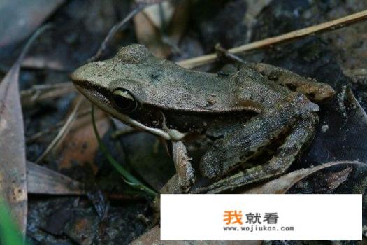 沼蛙有多大？