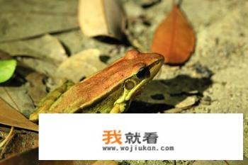 沼蛙有多大？