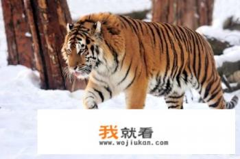 东北虎和华南虎哪个最凶猛？