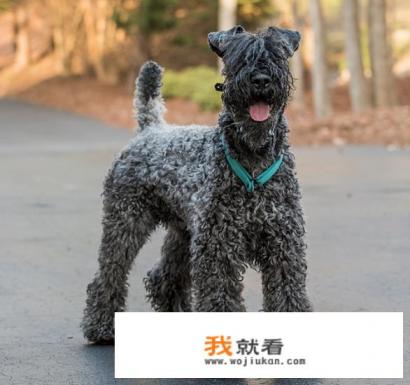 宠物狗图片 品种？