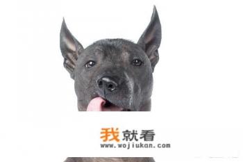 宠物狗图片 品种？