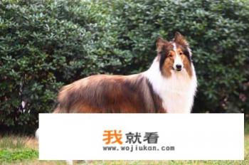 狼行天下吃肉的下一句名言是什么？