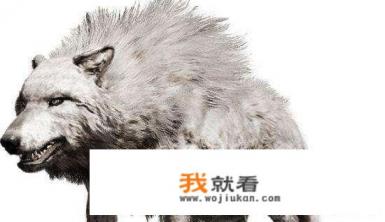 狼行天下吃肉的下一句名言是什么？