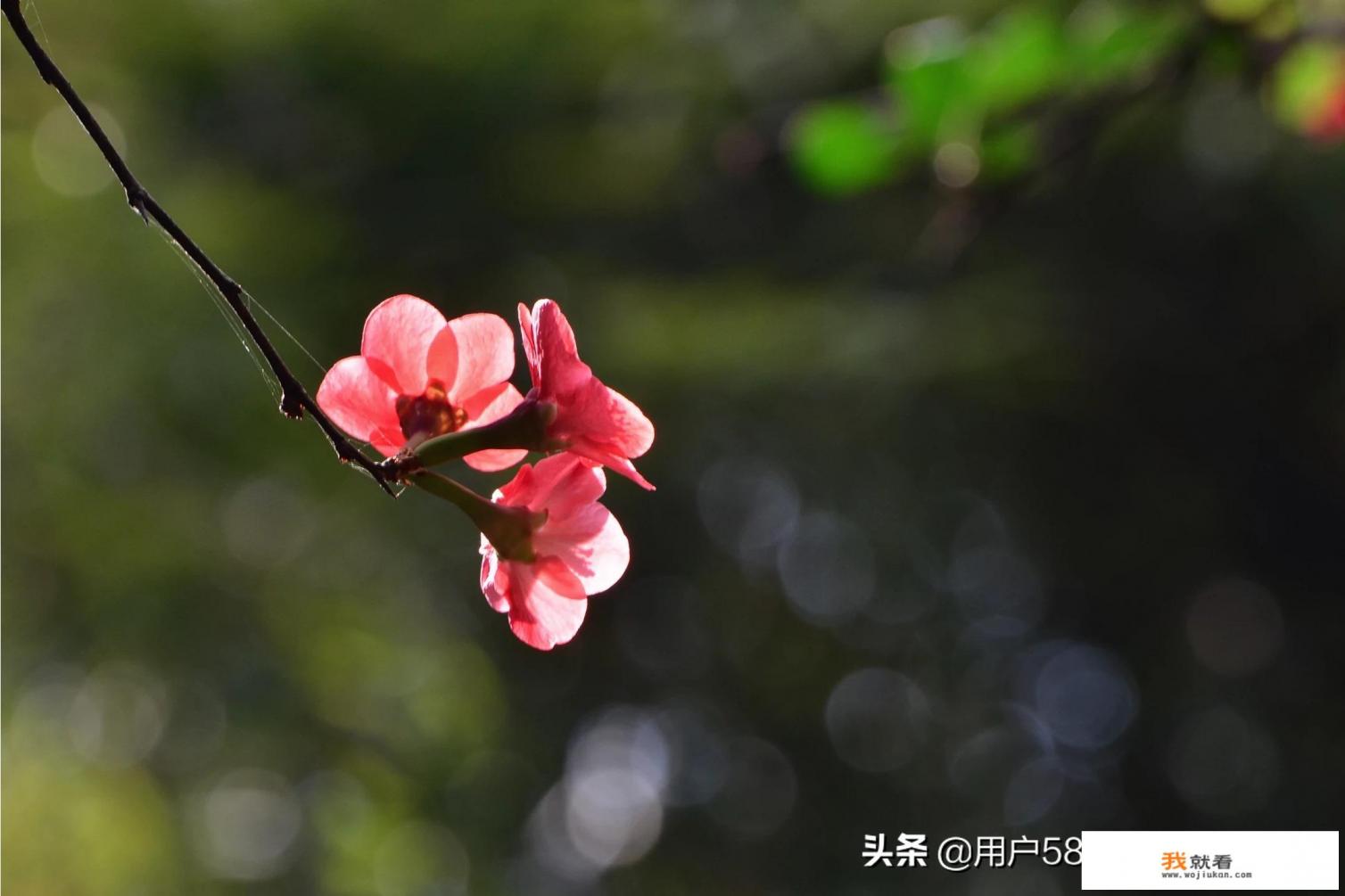 尼康110-100镜头评测？