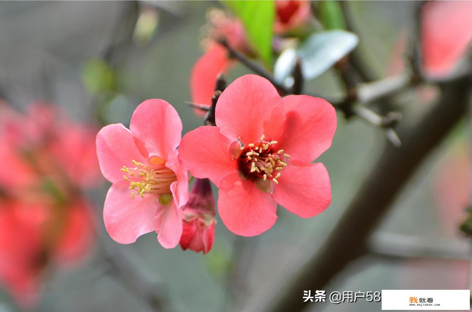 尼康110-100镜头评测？