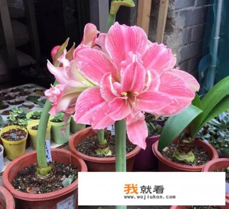 对红和朱顶红的区别？