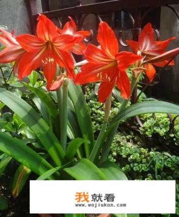 对红和朱顶红的区别？