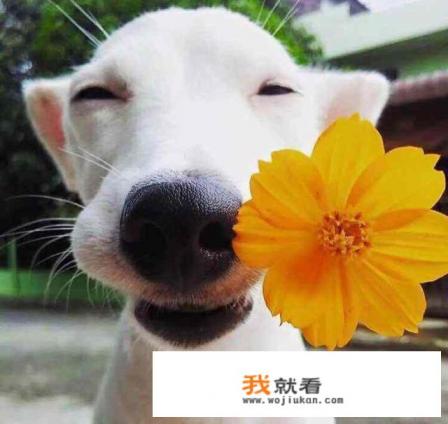 “狗带”是什么意思？求解？