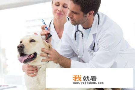 有没有靠谱的宠物医院推荐？