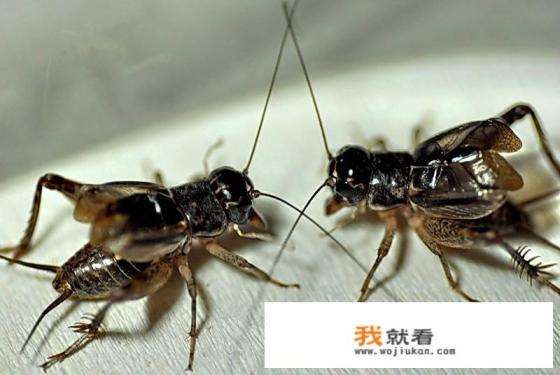 山东惊现11万元天价蛐蛐，斗虫这种民间游戏是怎么形成的？你还知道有哪些有趣的民间游戏呢？