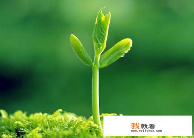 能不能用一本书、一部电影、一部电视剧，一个游戏或者其他事物，来代表自己的青春？