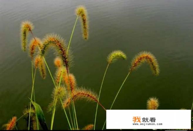 能不能用一本书、一部电影、一部电视剧，一个游戏或者其他事物，来代表自己的青春？