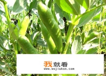 兰花豆树长什么样子？