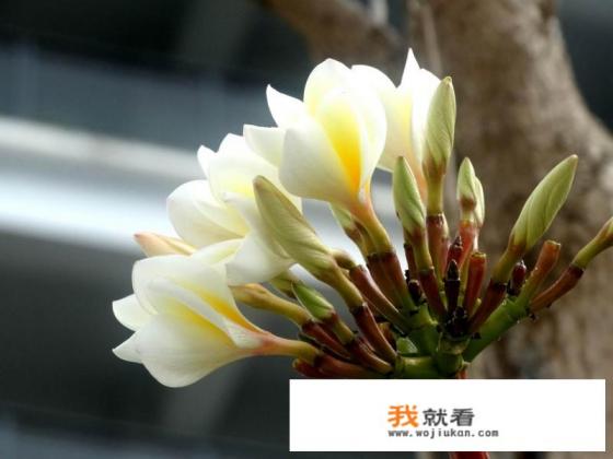 红色鸡蛋花白色鸡蛋花有区别吗？