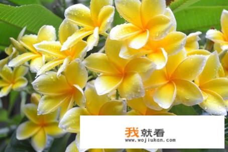 红色鸡蛋花白色鸡蛋花有区别吗？
