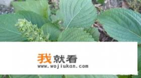 药用紫苏是什么品种？