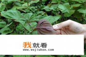 药用紫苏是什么品种？