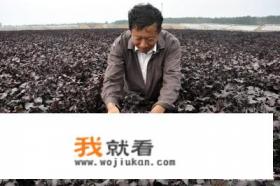 药用紫苏是什么品种？