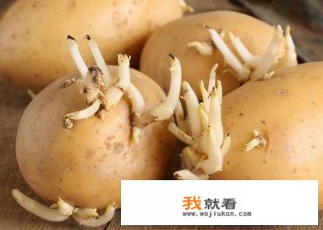 发芽的马铃薯能吃吗？