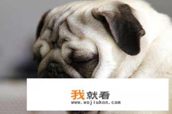 “我不会轻易的狗带”是什么意思？