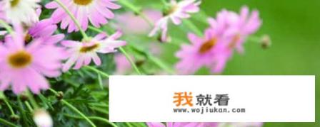 玛格丽特花期？