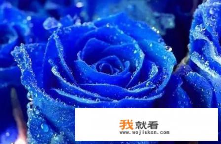 蓝玫瑰花语是什么蓝玫瑰代表什么意思？