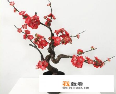 名贵盆栽花卉有哪些种类？