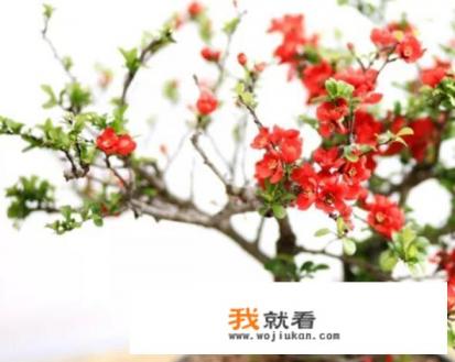名贵盆栽花卉有哪些种类？