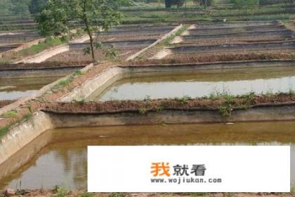 泥鳅养殖技术要点？