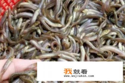泥鳅养殖技术要点？