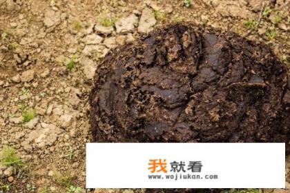 泥鳅养殖技术要点？