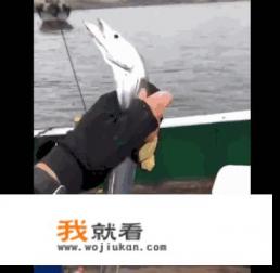 清蒸鱼用什么鱼蒸比较好？