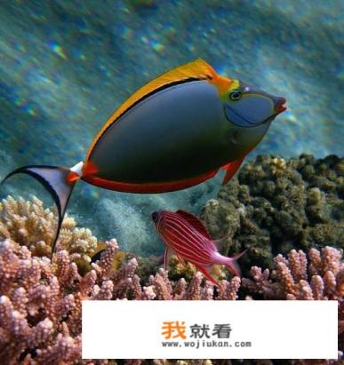 为什么海豚不是鱼类？