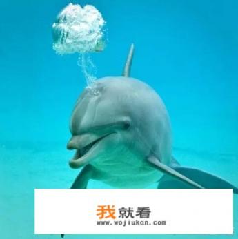 为什么海豚不是鱼类？
