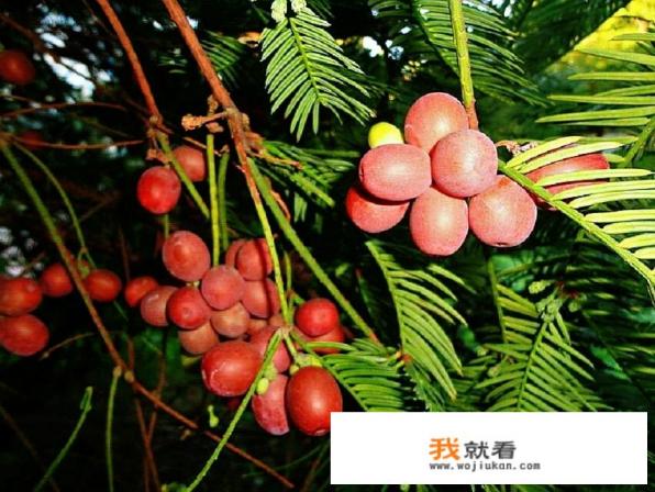 树叶手工贴画柏叶怎么贴好看？