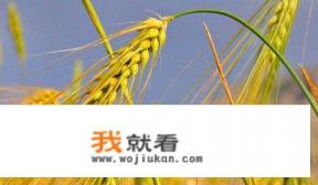 青稞什么意思？