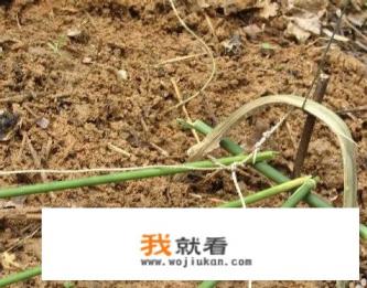 户外套鸡的方法？