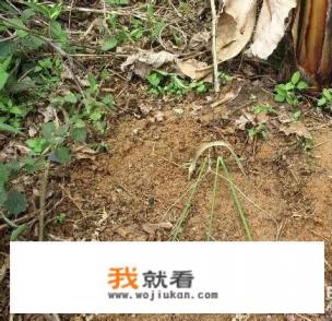 户外套鸡的方法？