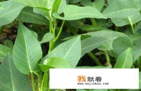 空心菜有啥营养？