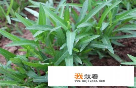 空心菜有啥营养？