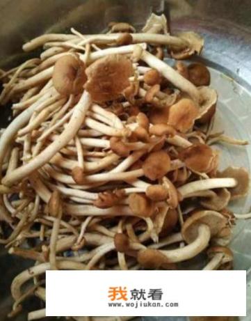干锅茶树菇五花肉家常做法？