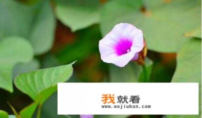 经常吃地瓜干的好处和坏处详细点？